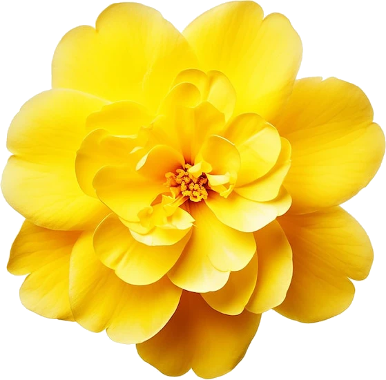 yellow-flower